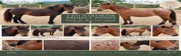 Dartmoor horses for sale: Two project ponies Dartmoor Hill cross - Advert 1