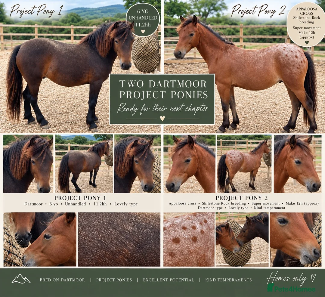 Dartmoor horses for sale: Two project ponies Dartmoor Hill cross - Advert 1