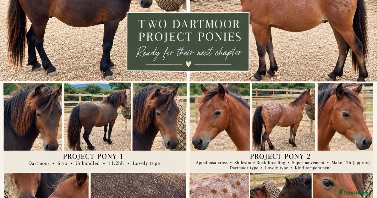 Hom Pony Pony Horses for sale | Pets4Homes