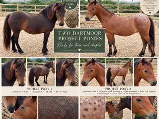 Dartmoor horses Two project ponies Dartmoor Hill cross - Advert 9