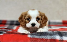 Cavalier King Charles Spaniel dogs for sale: Beautiful cavalier king charles puppies - Image 4