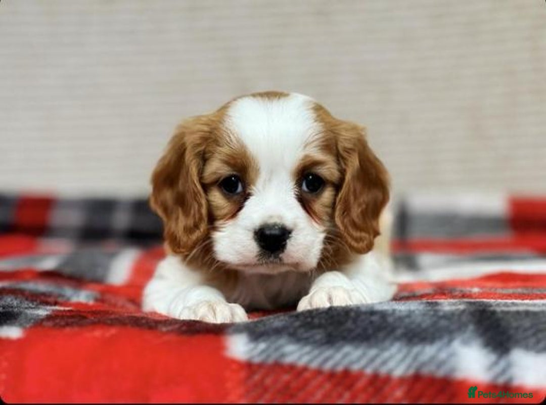 Cavalier King Charles Spaniel dogs for sale: Beautiful cavalier king charles puppies - Image 4