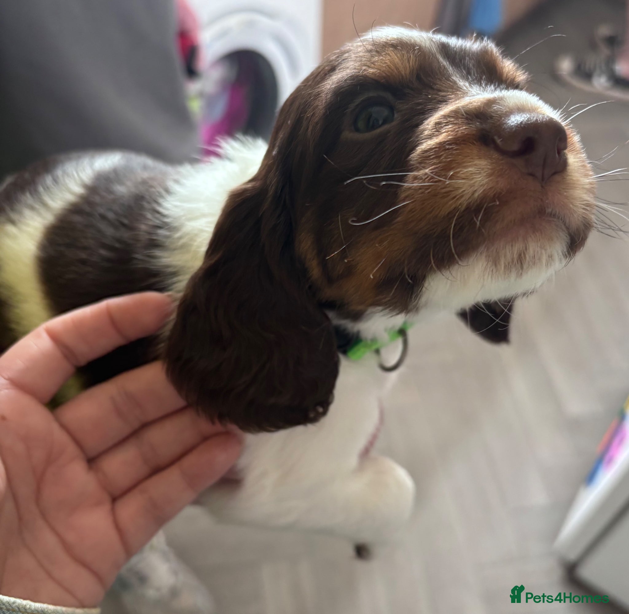 Sprocker dogs 7 Beautiful Sprocker Spaniel Puppies - Advert 7