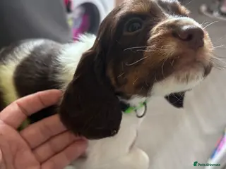 Sprocker dogs 7 Beautiful Sprocker Spaniel Puppies - Advert 7