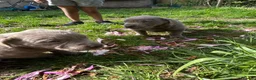 Labrador Retriever dogs for sale: 5 generations pedigree silver Labrador puppies  - Advert 20