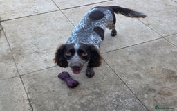 Cocker Spaniel dogs for sale: Cocker Spaniel puppies for sale - Image 10