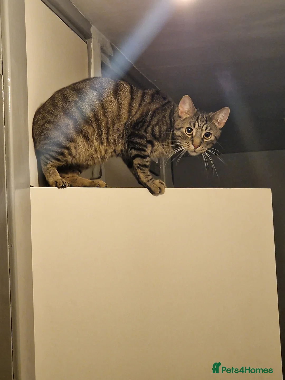 British Shorthair cats for sale: Milo kobie and shadow  - Advert 9