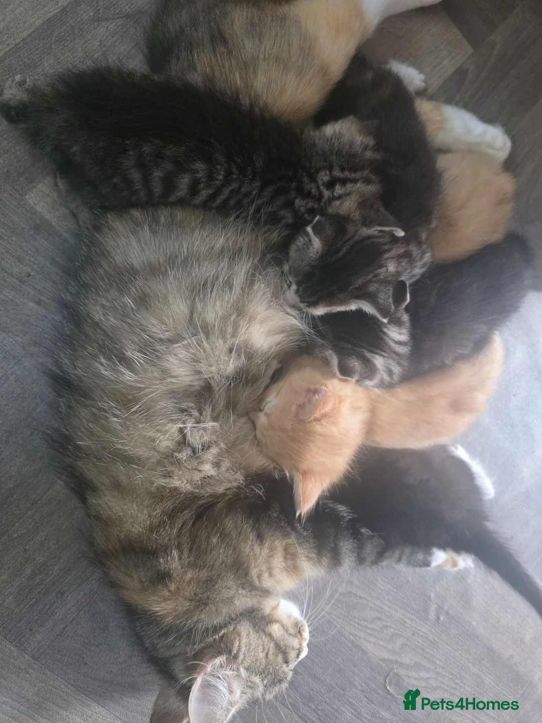 Mixed Breed cats for sale: Ginger fluffy female and black and white male - Advert 7