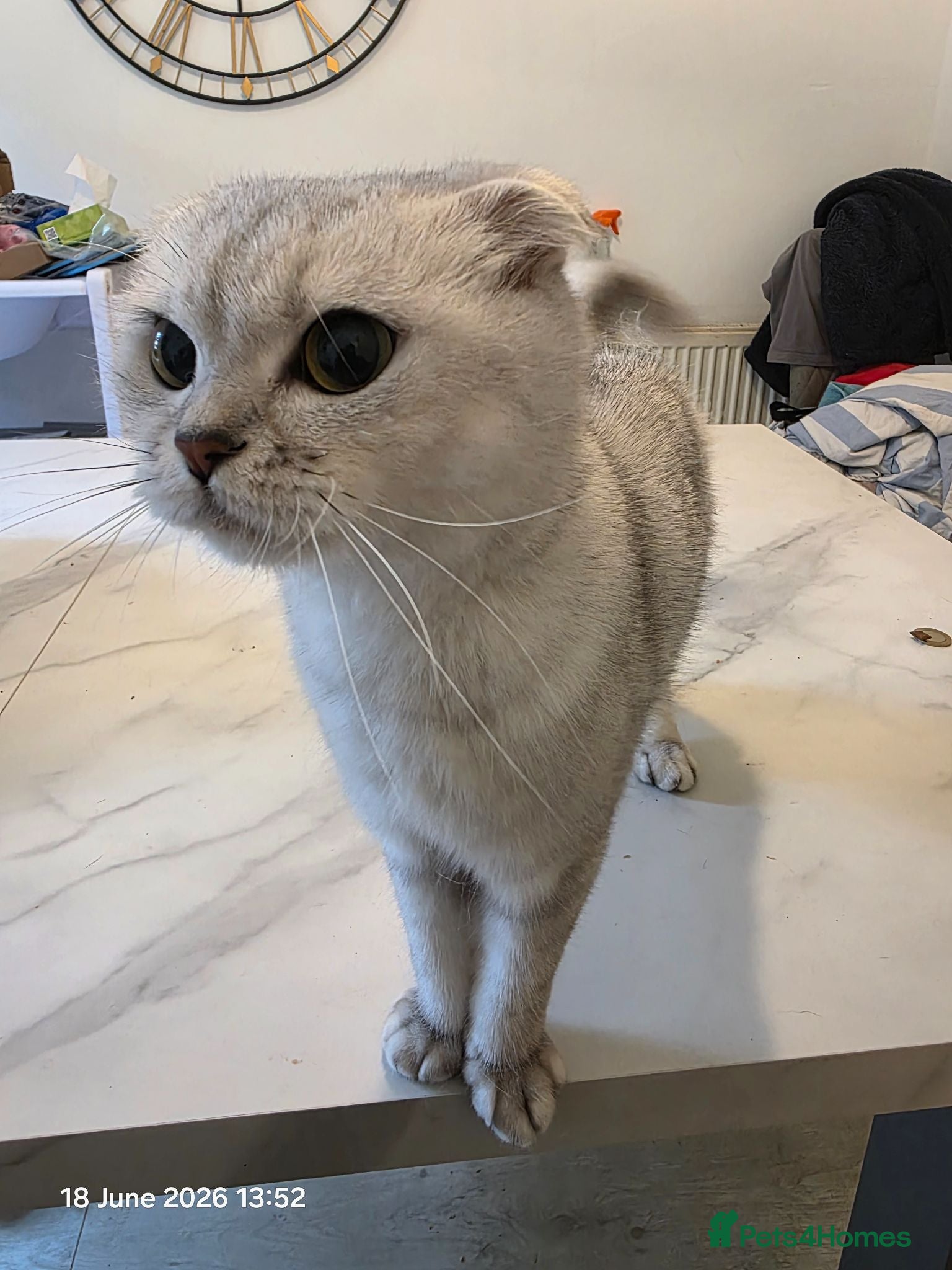 Scottish Fold cats DAISY - 2 Year Female Scottish Fold - Advert 2