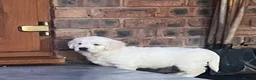 Golden Retriever dogs for sale: Little Polar Bear Puppies - Advert 2