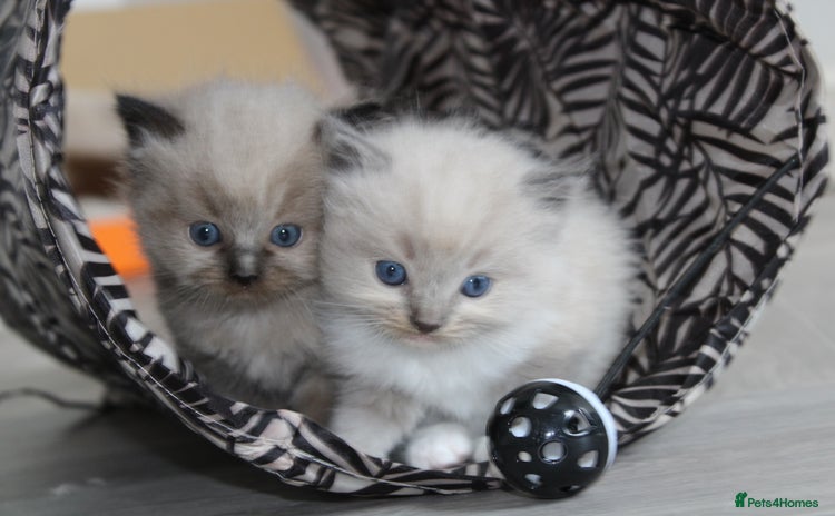 Ragdoll cats for sale - Advert 1