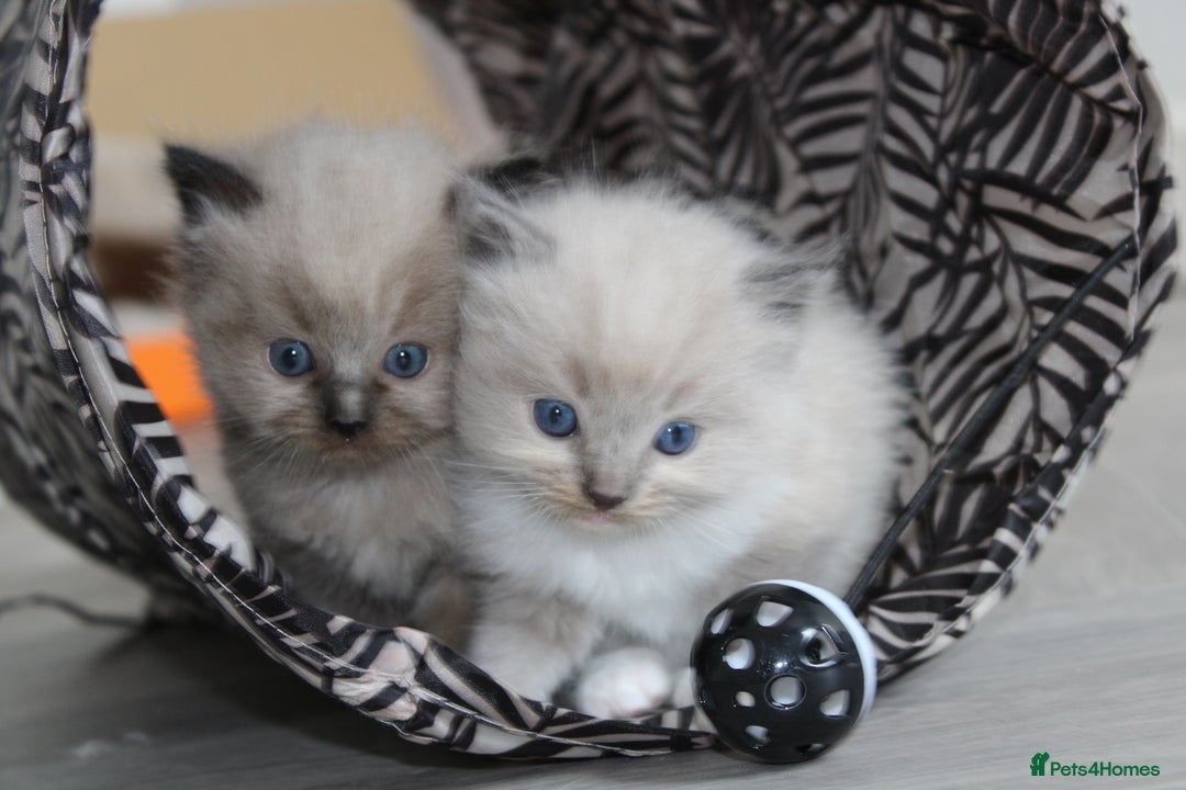 Ragdoll cats for sale: 💎 OUTSTANDING QUALITY MINK ragdoll kittens 💎 - Image 1