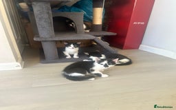 Domestic Shorthair cats for sale: Gorgeous traditional Black and white kittens  - Image 20