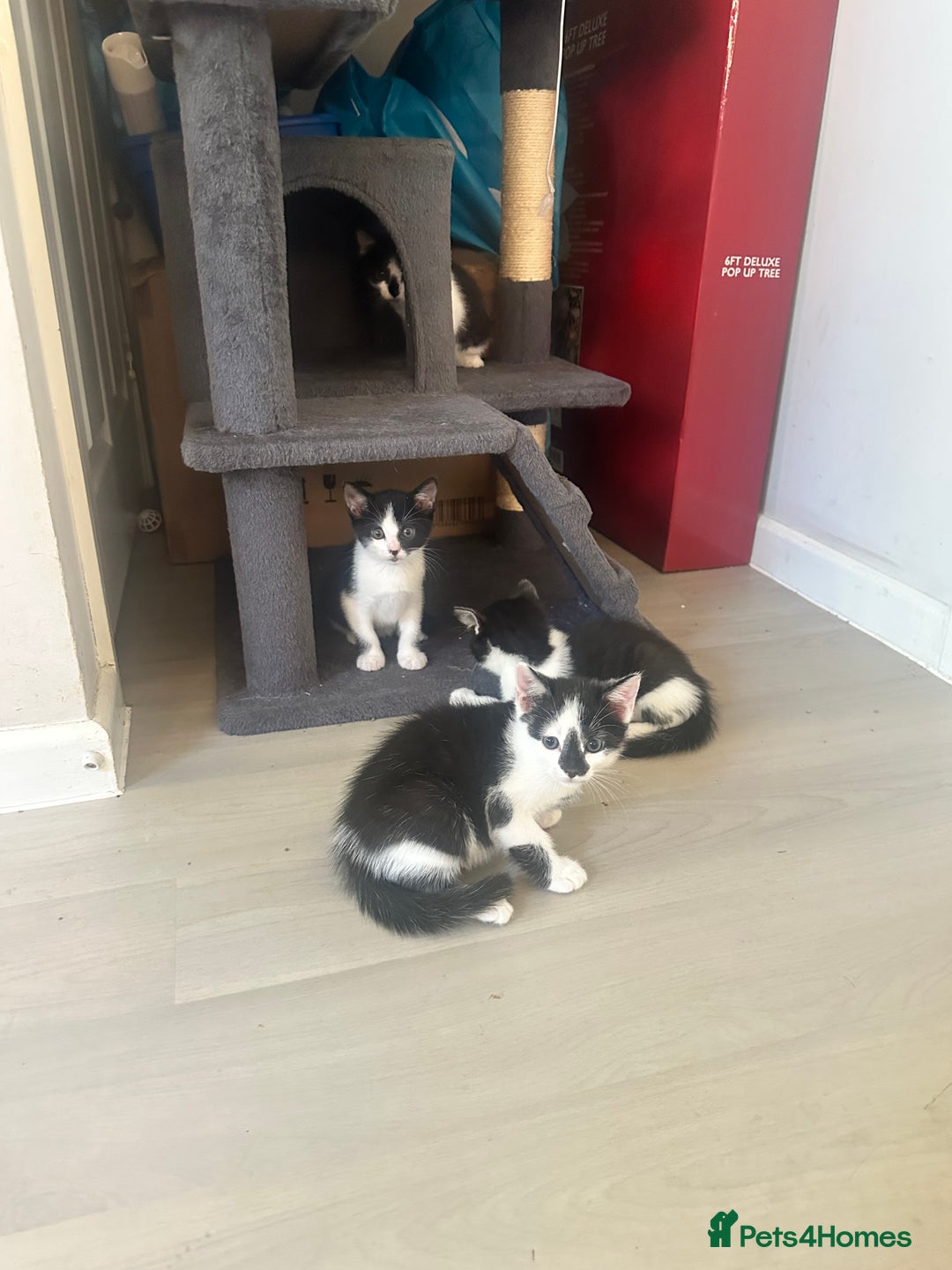 Domestic Shorthair cats for sale: Gorgeous traditional Black and white kittens  - Image 20