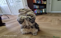 Maine Coon cats for sale: Pure maine coon - Image 13