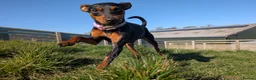 Miniature Pinscher dogs for sale: Rehoming this beautiful girl  - Advert 5