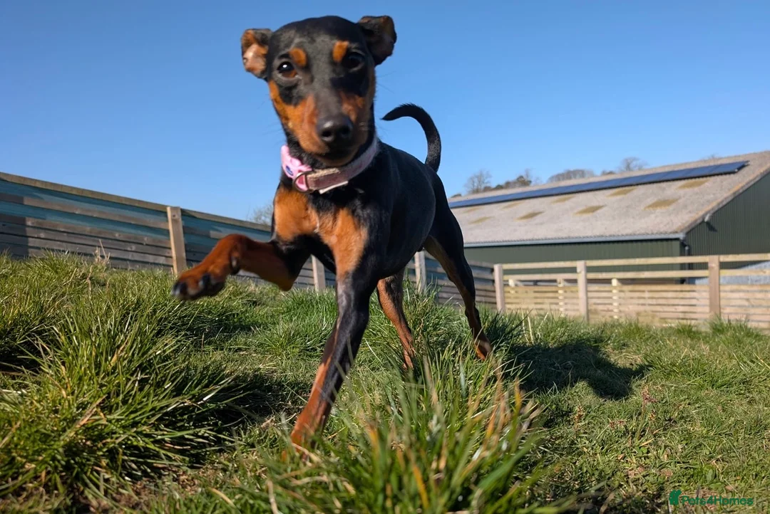 Miniature Pinscher dogs for sale: Rehoming this beautiful girl  - Advert 5