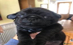 Pug dogs for stud: KC reg silver pug for stud  in Wolverhampton - Image 13