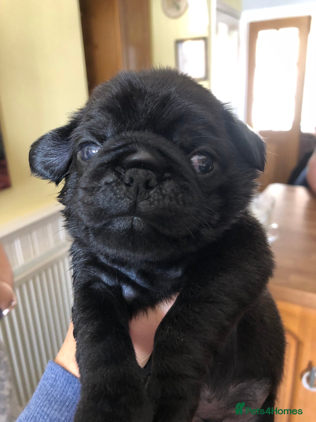 Pug dogs for stud: KC reg silver pug for stud  in Wolverhampton - Image 13