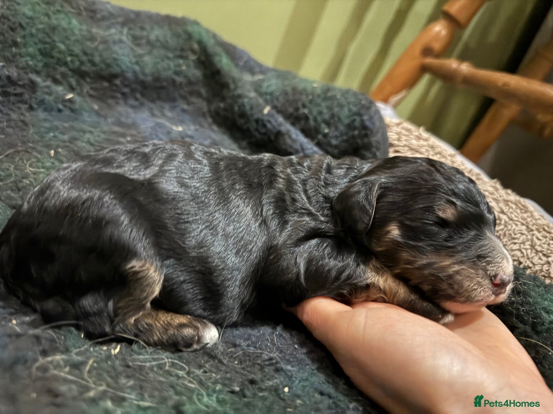 Bernedoodle dogs for sale: Bernedoodle F1B puppies - Image 20