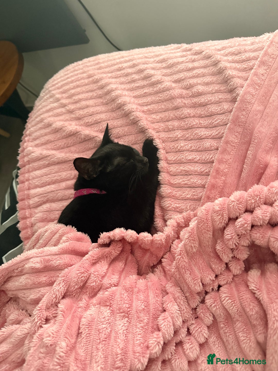 Mixed Breed cats for sale: Two female kittens for sale- black and calico  - Advert 11