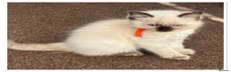 Ragdoll cats for sale: 6 cute pure breed Ragdoll kittens 2 boys 4 girls  - Advert 19