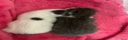 Mixed Breed cats for sale: 2 gorgeous kittens ready now!🩶🤍✨ - Advert 9