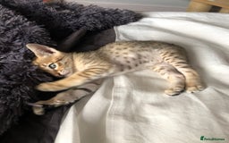 Savannah cats for sale: Beautiful full pedigree savannah kittens  - Image 27