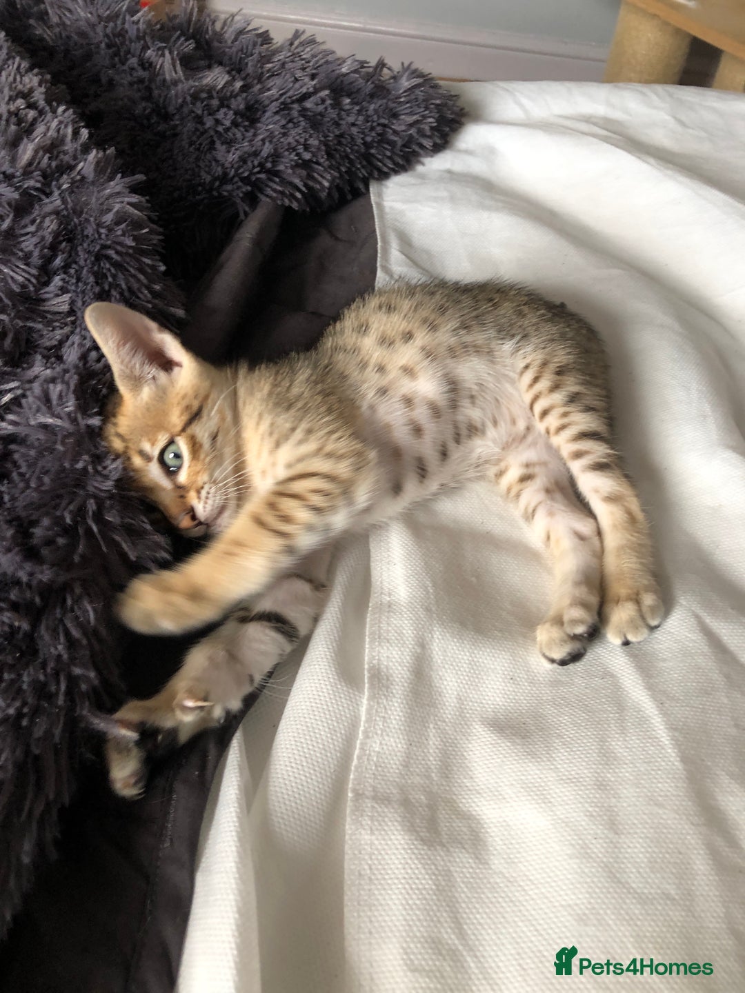 Savannah cats for sale: Beautiful full pedigree savannah kittens  - Image 27