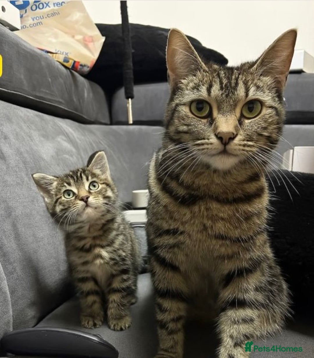 Toyger cats for sale: 🐾 Adorable & Friendly Male Kitten for Sale  - Advert 4