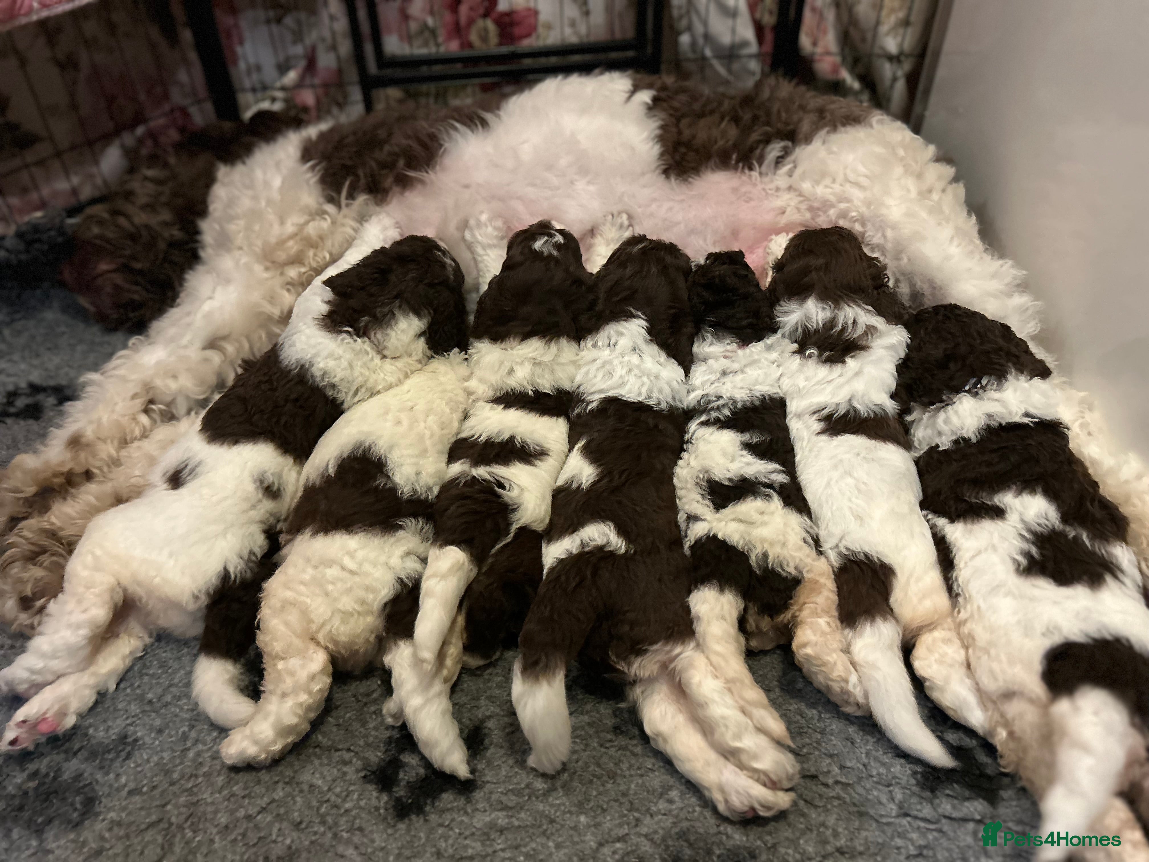 Newfypoo dogs F1B Parti Newfypoo  - Advert 3