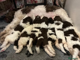 Newfypoo dogs F1B Parti Newfypoo - Advert 3