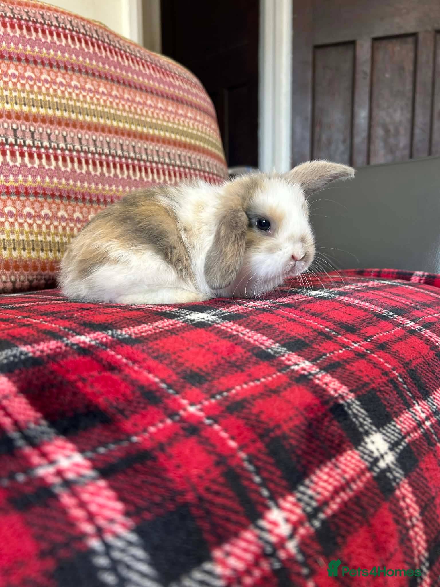 Mini Lop rabbits 4 mini lops  - Advert 18