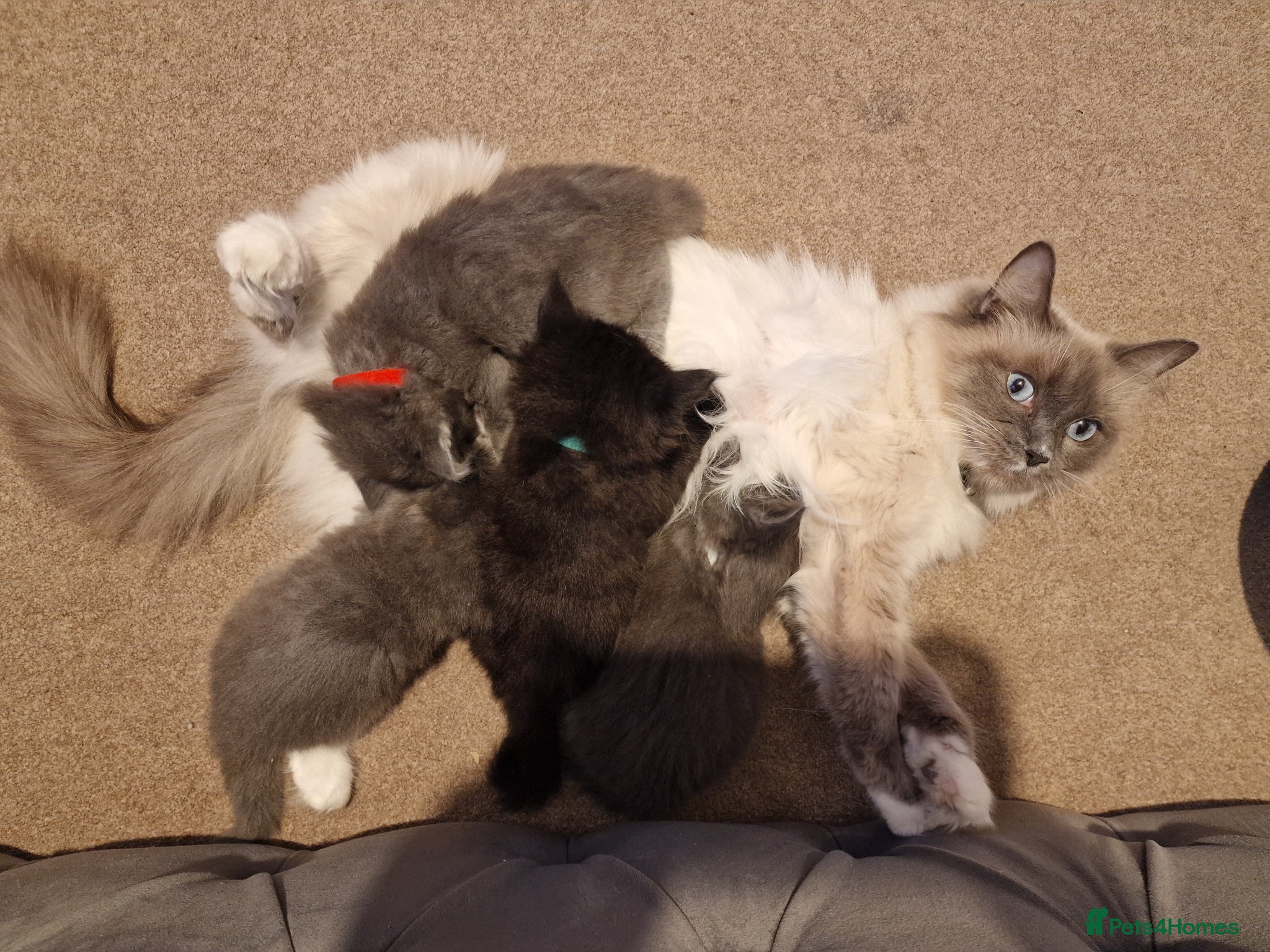 Ragdoll cats Ragdoll x British Blue kittens! - Advert 1