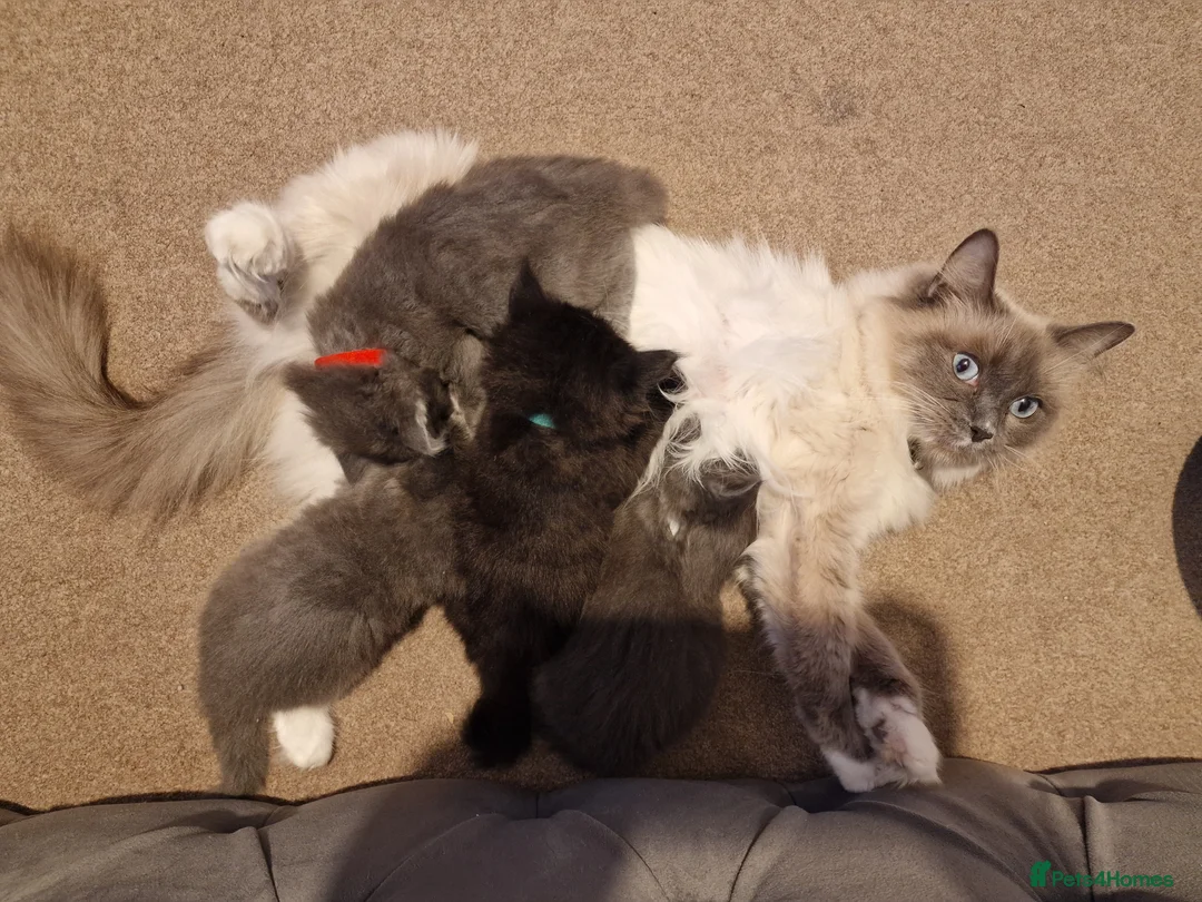 Ragdoll cats for sale: Ragdoll x British Blue kittens! - Advert 1