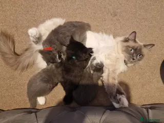 Ragdoll cats Ragdoll x British Blue kittens! - Advert 1