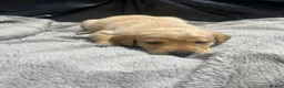 Labrador Retriever dogs for sale: Stunning KC Labradors for sale - Advert 6