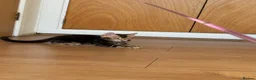 Bengal cats for sale: Stunning Bengal Kittens - Advert 21