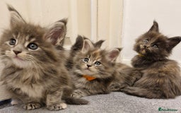 Maine Coon cats for sale: BEAUTIFUL FLUFFY BABIES  - Image 11