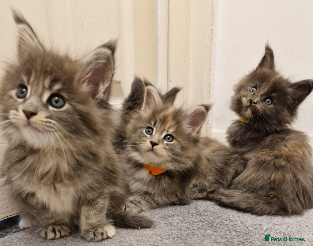 Maine Coon cats for sale: BEAUTIFUL FLUFFY BABIES  - Image 11