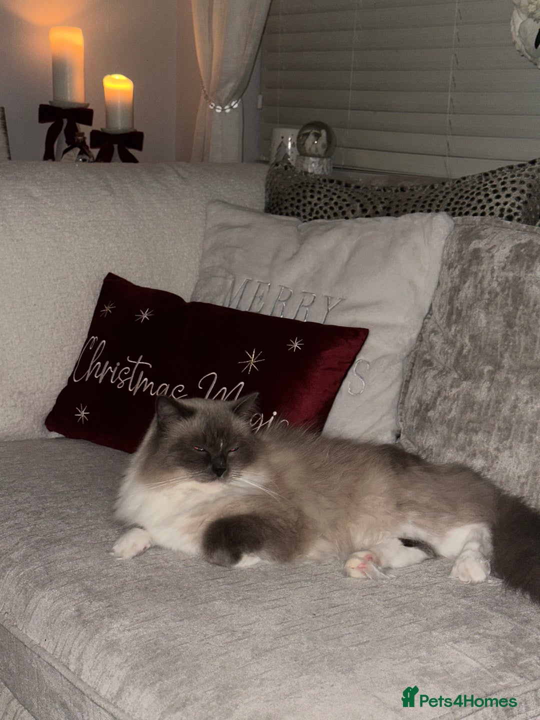 Ragdoll cats for sale: Beautiful fluffy male ragdoll cat  - Advert 2