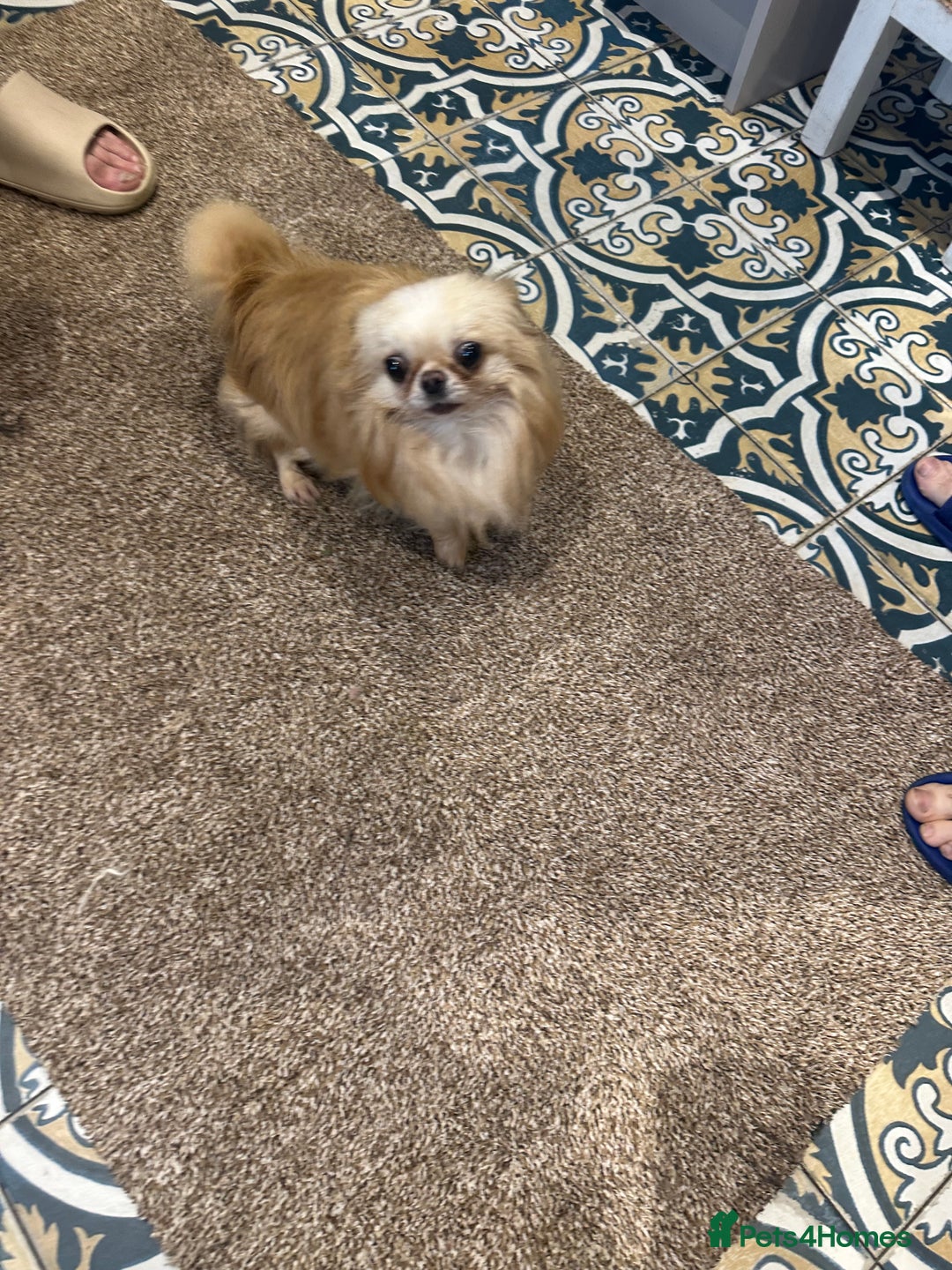 Chihuahua dogs for sale: KC Reg Russian and Czech Champions puppies L/C - Advert 24