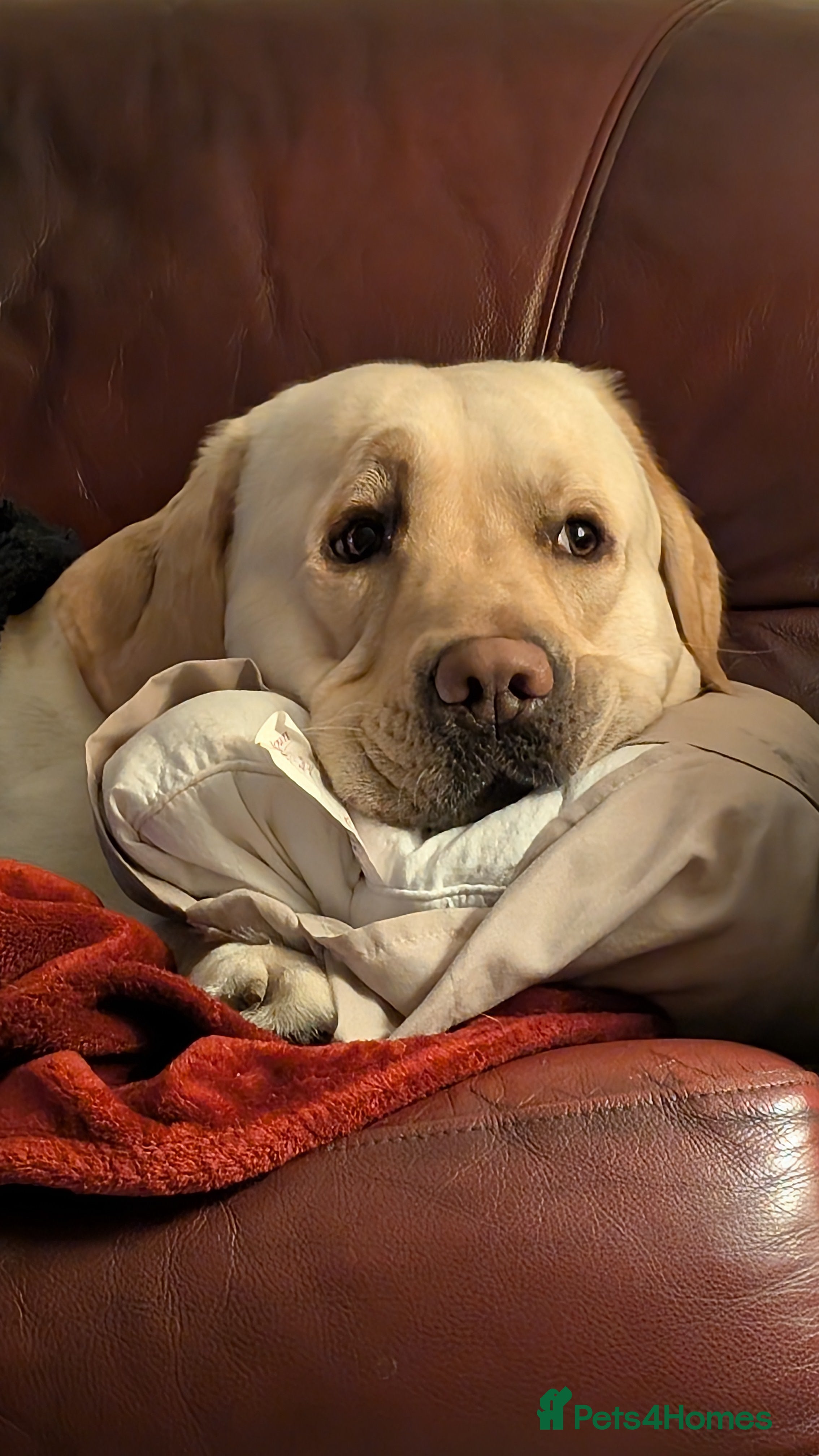 Labrador Retriever dogs Aristotel - Advert 2