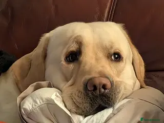 Labrador Retriever dogs Aristotel - Advert 2