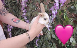 Mini Lop rabbits for sale: Baby Rabbits - Mini Lop X Mini Rex 🐰  - Image 8