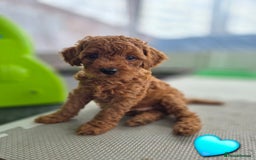 Cavapoo dogs for sale: WAITING LIST NOW OPEN FOR SUMMER 2026.  - Image 12