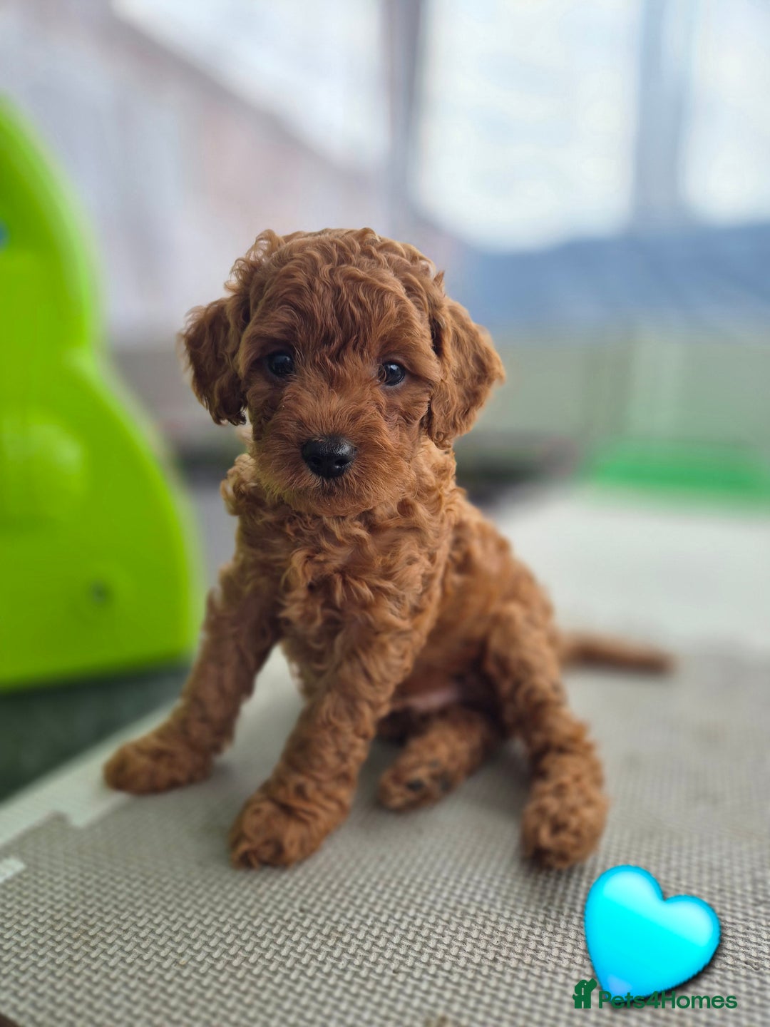 Cavapoo dogs for sale: WAITING LIST NOW OPEN FOR SUMMER 2026.  - Image 12
