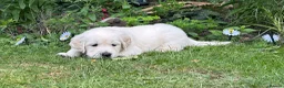 Golden Retriever dogs for sale: Gorgeous Chunky Golden Retriever Puppies - Advert 24