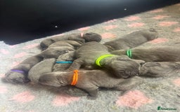 Mixed Breed dogs for sale: Italian Mastiff puppies available  - Image 13