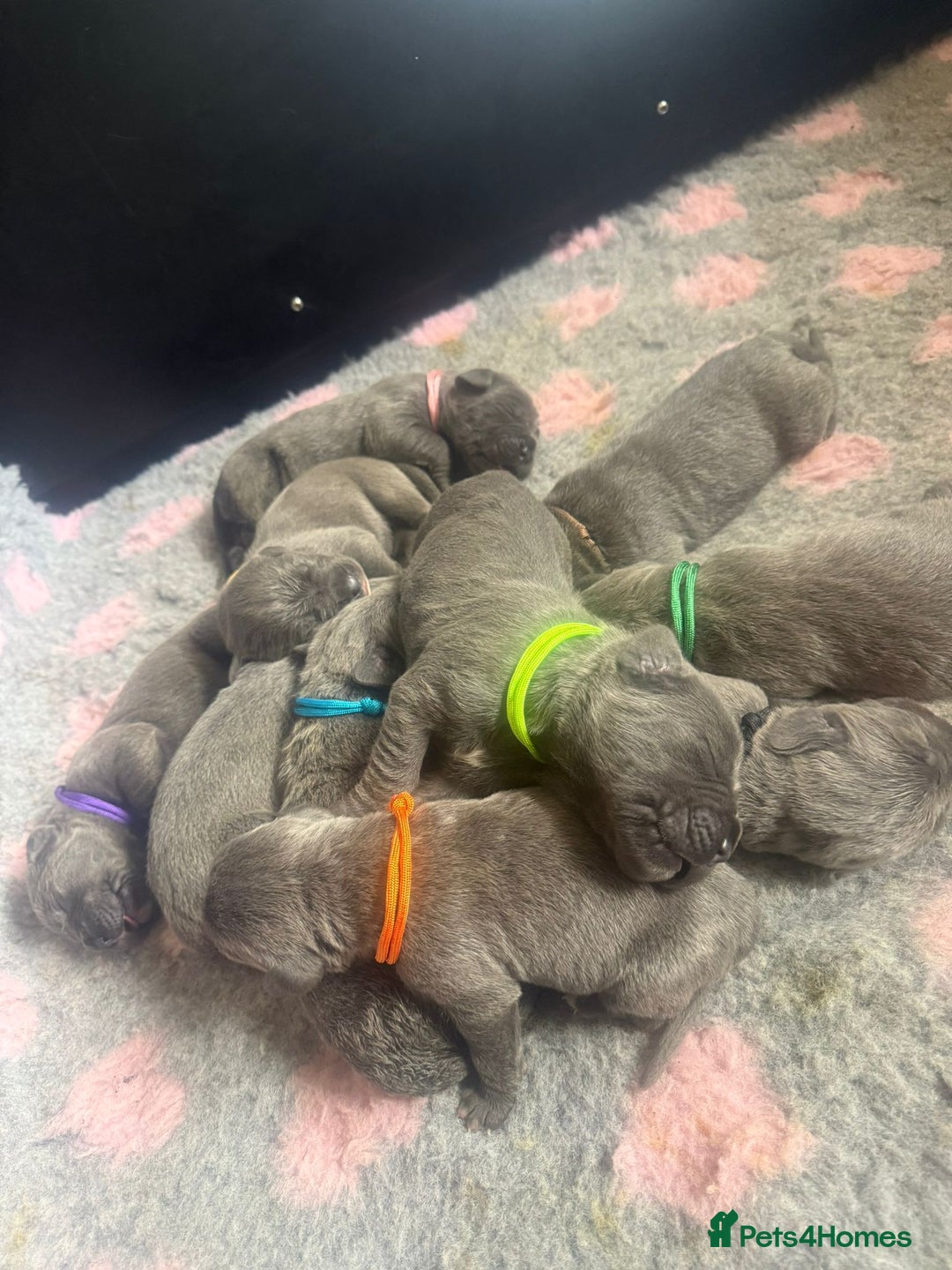 Mixed Breed dogs for sale: Italian Mastiff puppies available  - Image 13